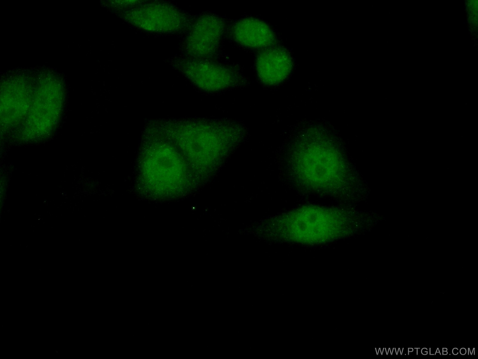 Immunofluorescence (IF) / fluorescent staining of HepG2 cells using RNF38 Polyclonal antibody (25132-1-AP)