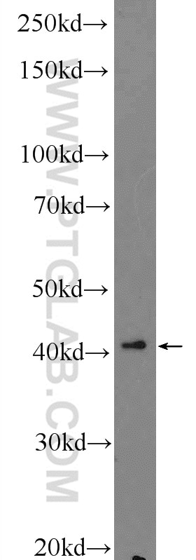 Western Blot (WB) analysis of HepG2 cells using RNF38 Polyclonal antibody (25132-1-AP)