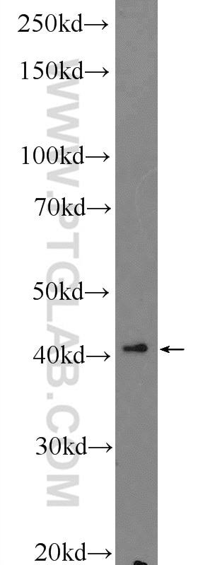 Western Blot (WB) analysis of HepG2 cells using RNF38 Polyclonal antibody (25132-1-AP)