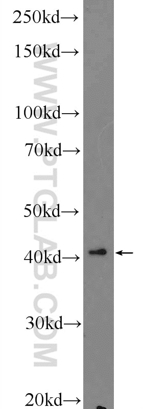 WB analysis of HepG2 using 25132-1-AP