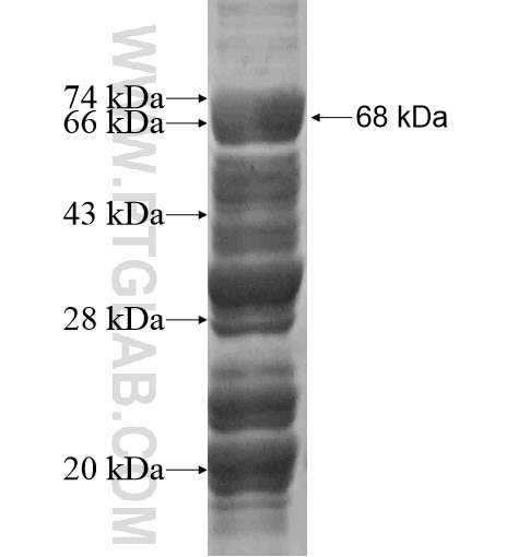 RNF38 fusion protein Ag16054 SDS-PAGE
