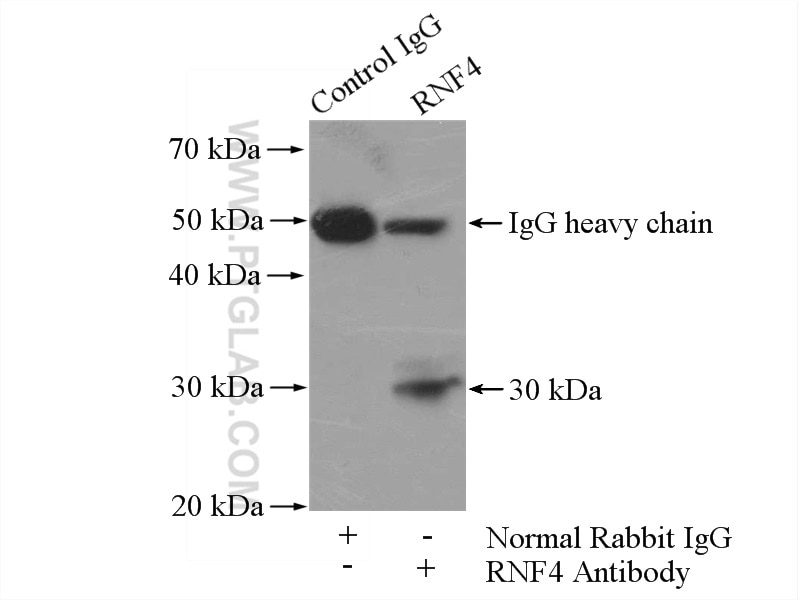 Immunoprecipitation (IP) experiment of PC-3 cells using RNF4 Polyclonal antibody (17810-1-AP)