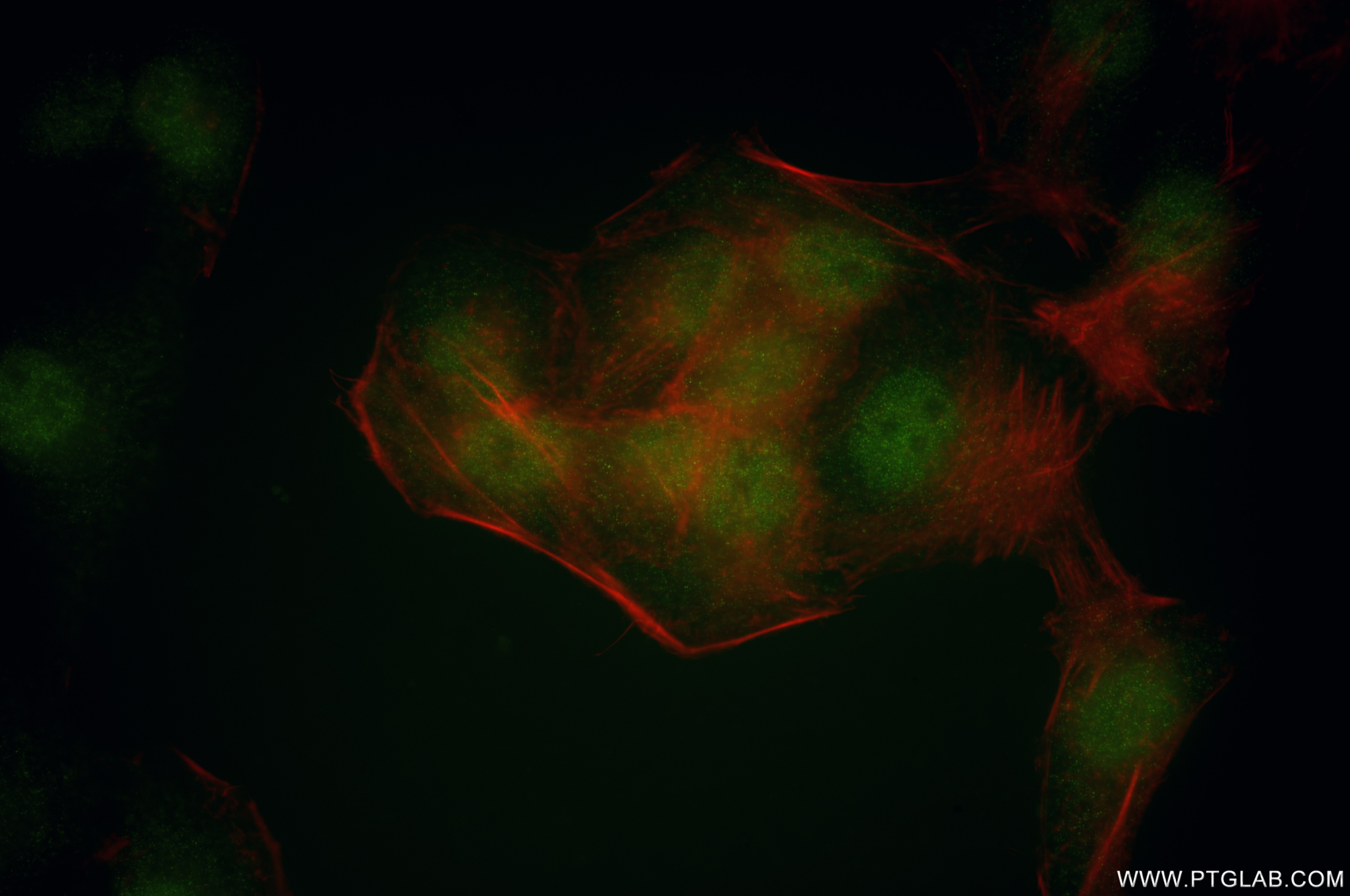 Immunofluorescence (IF) / fluorescent staining of HepG2 cells using RNF4 Recombinant antibody (84770-1-RR)