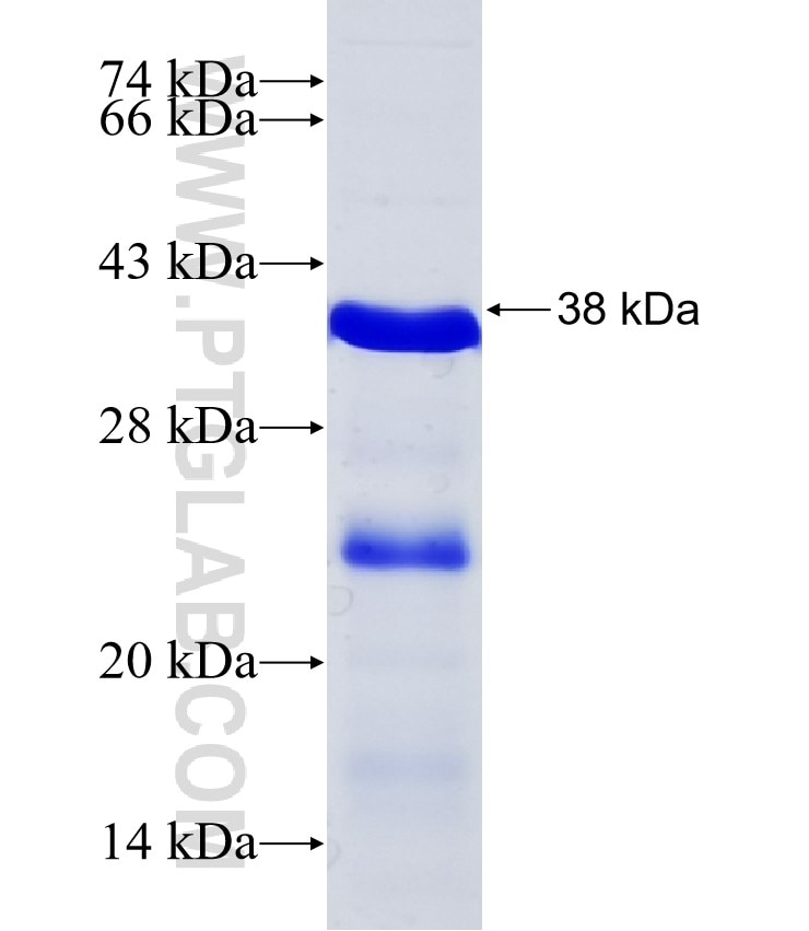 RNF4 fusion protein Ag33916 SDS-PAGE
