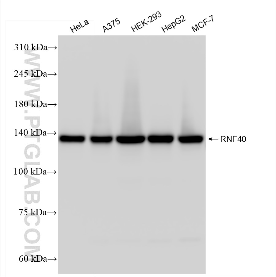 Western Blot (WB) analysis of various lysates using RNF40 Recombinant antibody (84058-4-RR)