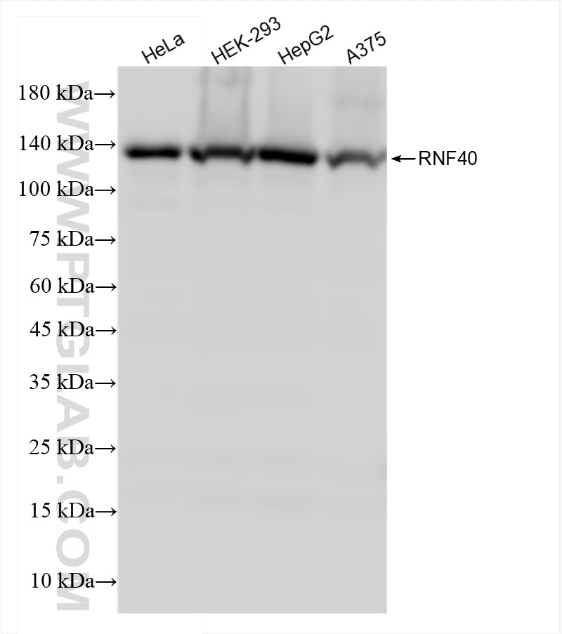 Western Blot (WB) analysis of various lysates using RNF40 Recombinant antibody (84058-5-RR)
