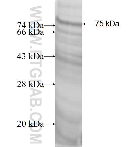 RNF40 fusion protein Ag0953 SDS-PAGE