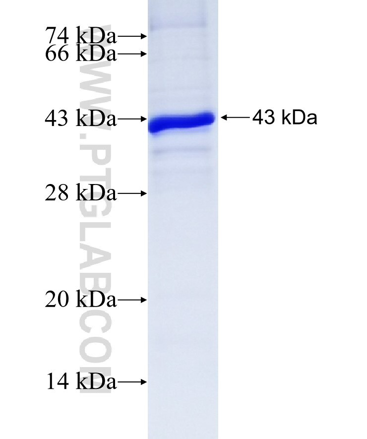 RNF40 fusion protein Ag8047 SDS-PAGE
