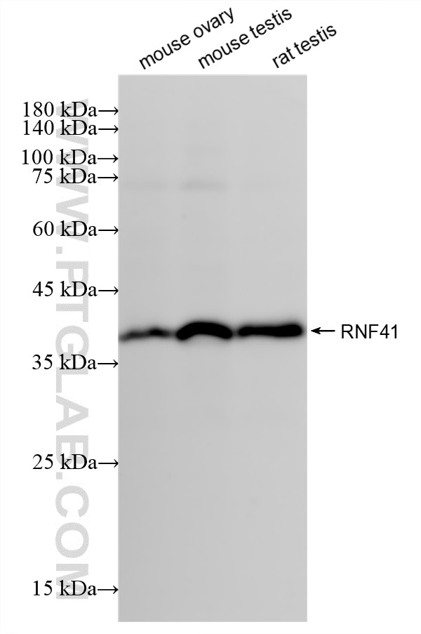 WB analysis using 88043-1-RR Western Blot (WB) analysis of various lysates using RNF41 Recombinant monoclonal antibody (88043-1-RR)