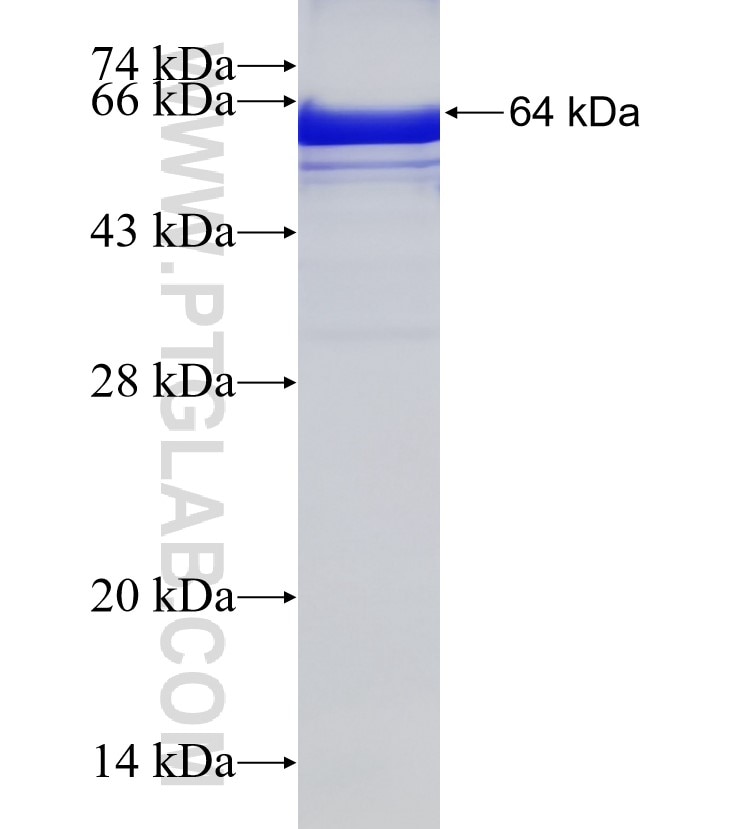 RNF41 fusion protein Ag11076 SDS-PAGE