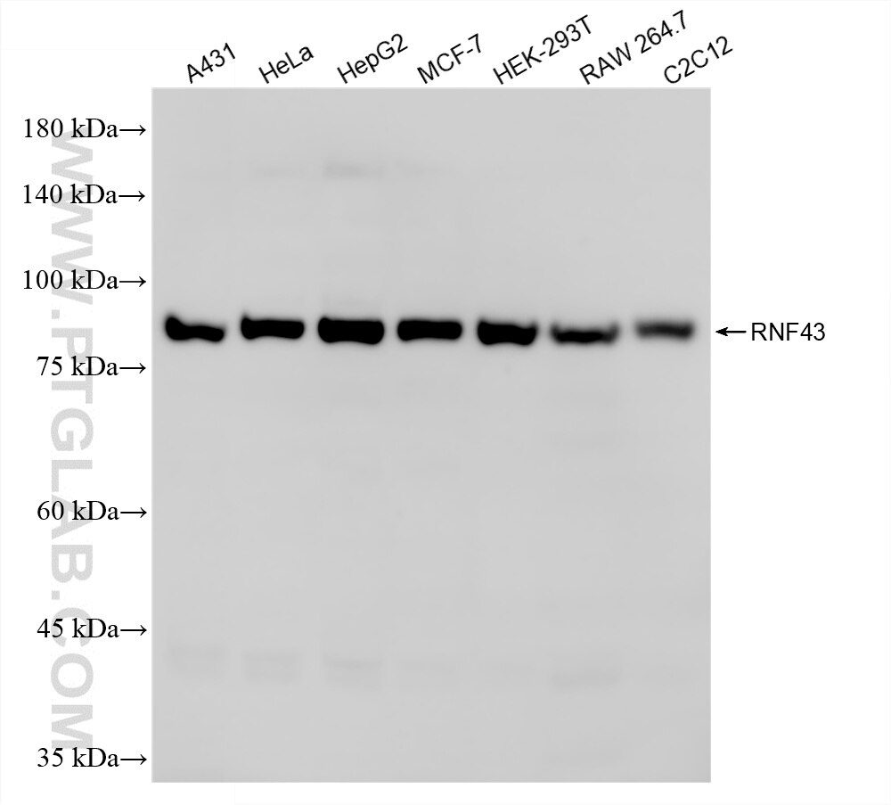 WB analysis using 86740-1-RR (same clone as 86740-1-PBS) Western Blot (WB) analysis of various lysates using RNF43 Recombinant monoclonal antibody (86740-1-RR)