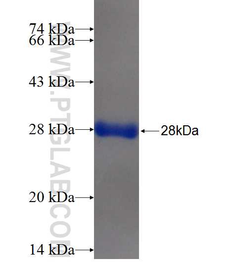 RNF43 fusion protein Ag24736 SDS-PAGE