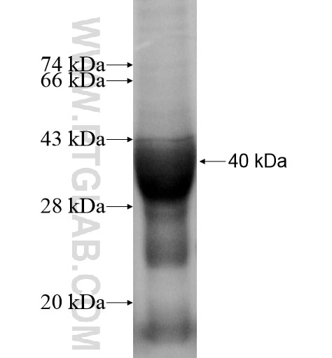 RNF5 fusion protein Ag13737 SDS-PAGE