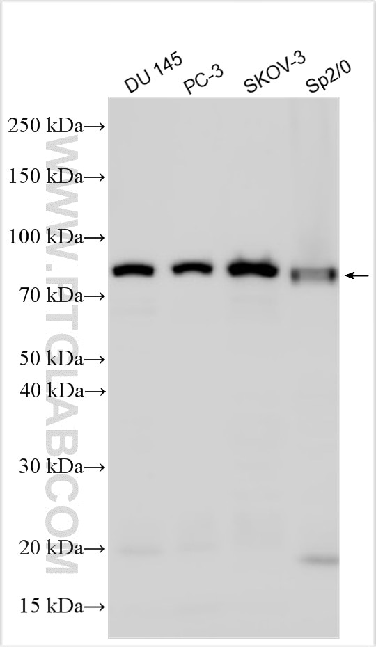 Western Blot (WB) analysis of various lysates using RNF6 Polyclonal antibody (20437-1-AP)