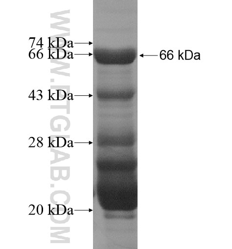 RNF6 fusion protein Ag14209 SDS-PAGE