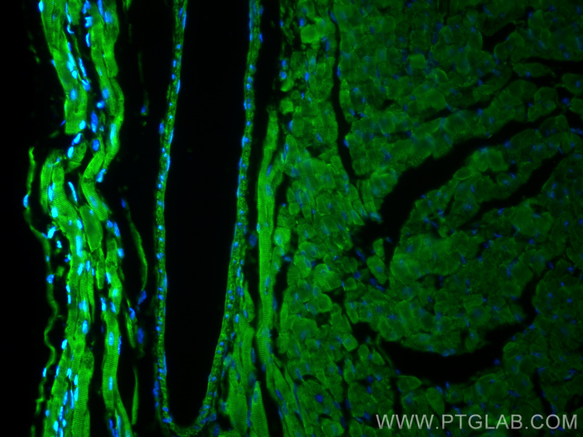 Immunofluorescence (IF) / fluorescent staining of mouse heart tissue using RNF7 Polyclonal antibody (11905-1-AP)