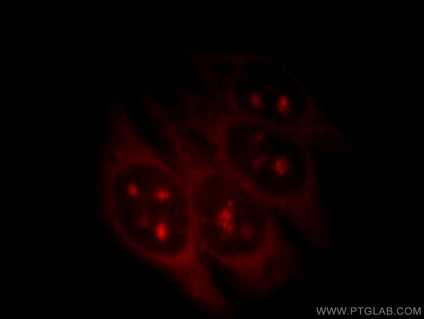 Immunofluorescence (IF) / fluorescent staining of HepG2 cells using RNF7 Polyclonal antibody (11905-1-AP)