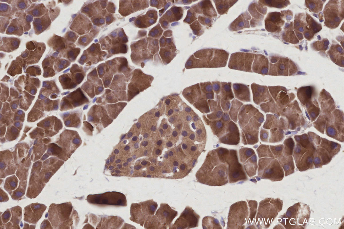 Immunohistochemistry (IHC) staining of mouse pancreas tissue using RNF7 Polyclonal antibody (11905-1-AP)