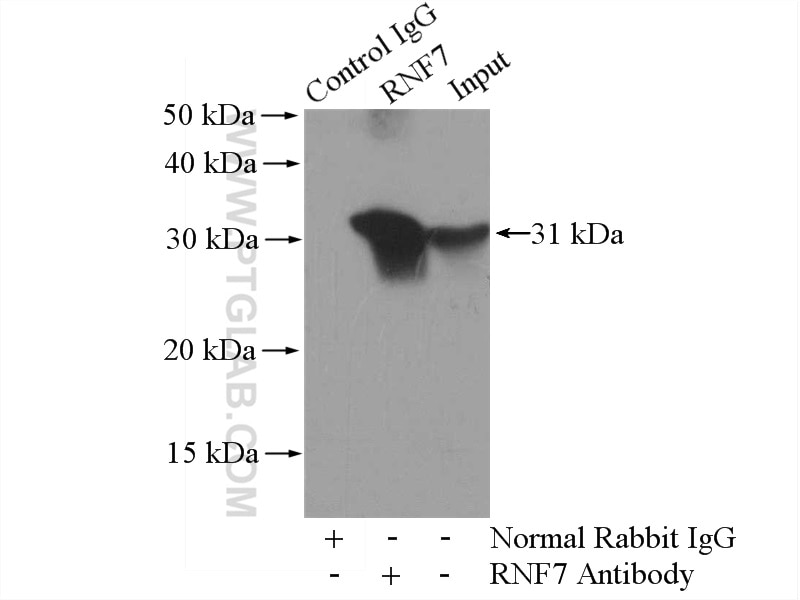 Immunoprecipitation (IP) experiment of mouse heart tissue using RNF7 Polyclonal antibody (11905-1-AP)