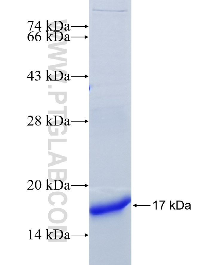 SAG fusion protein Ag16903 SDS-PAGE