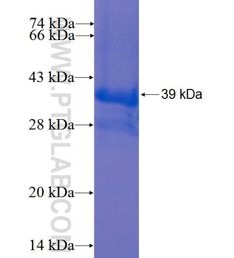 SAG fusion protein Ag2553 SDS-PAGE