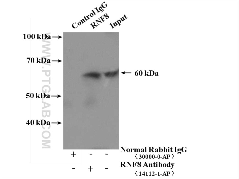 Immunoprecipitation (IP) experiment of HeLa cells using RNF8 Polyclonal antibody (14112-1-AP)