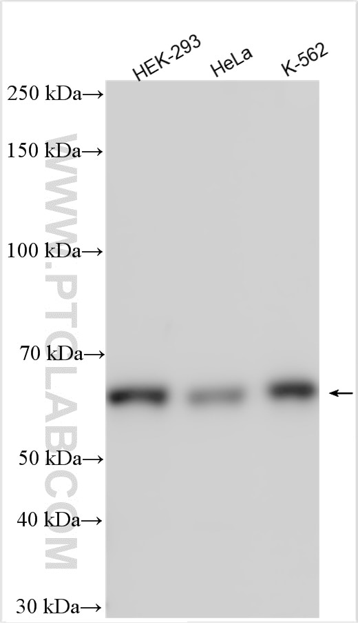 Western Blot (WB) analysis of various lysates using RNF8 Polyclonal antibody (14112-1-AP)