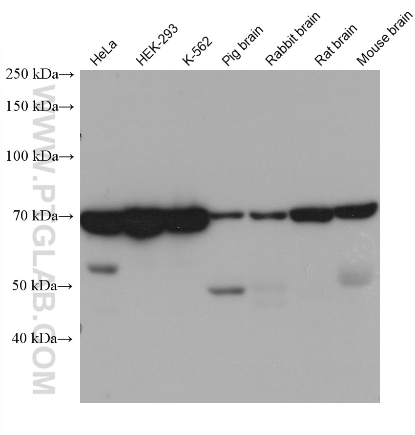 Western Blot (WB) analysis of various lysates using RNF8 Monoclonal antibody (68521-1-Ig)