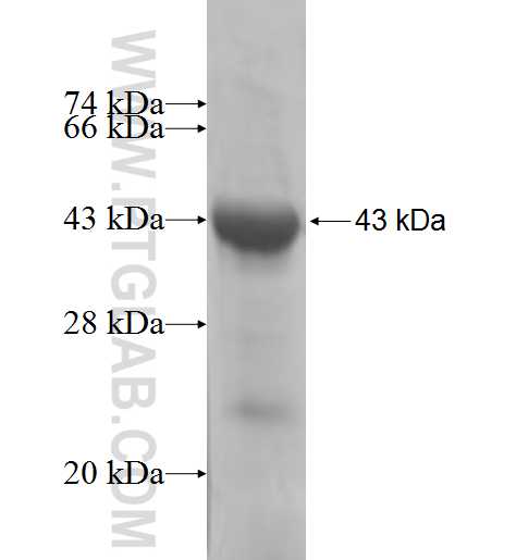 RNF8 fusion protein Ag5292 SDS-PAGE