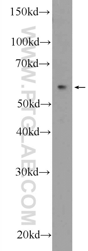 Western Blot (WB) analysis of HepG2 cells using RNFT2 Polyclonal antibody (25685-1-AP)