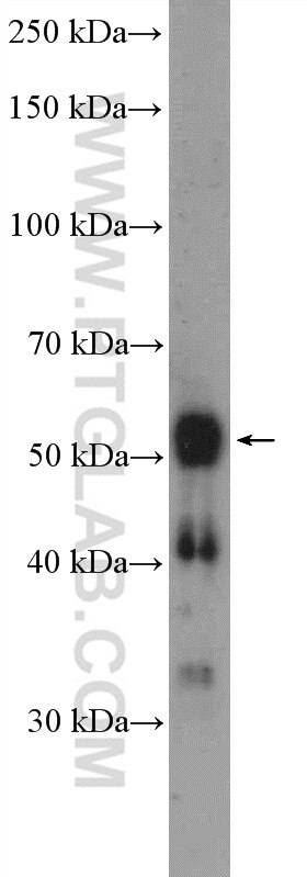 Western Blot (WB) analysis of HepG2 cells using RNFT2 Polyclonal antibody (25685-1-AP)