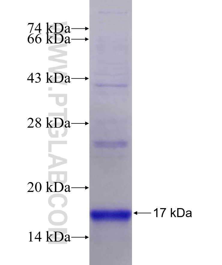 RNFT2 fusion protein Ag22313 SDS-PAGE