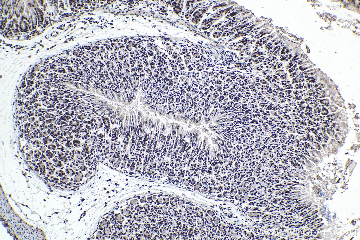 Immunohistochemistry (IHC) staining of mouse stomach tissue using RNGTT Polyclonal antibody (12430-1-AP)