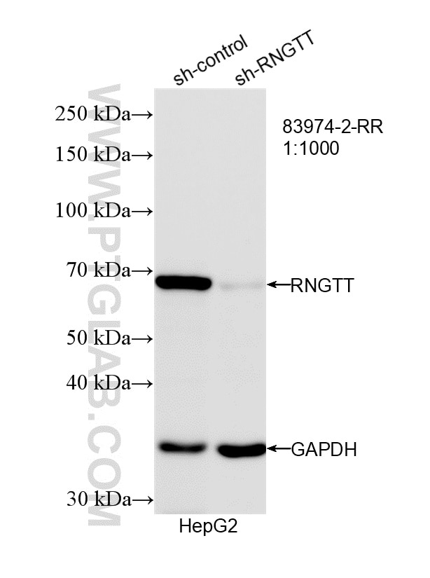 Western Blot (WB) analysis of HepG2 cells using RNGTT Recombinant monoclonal antibody (83974-2-RR)