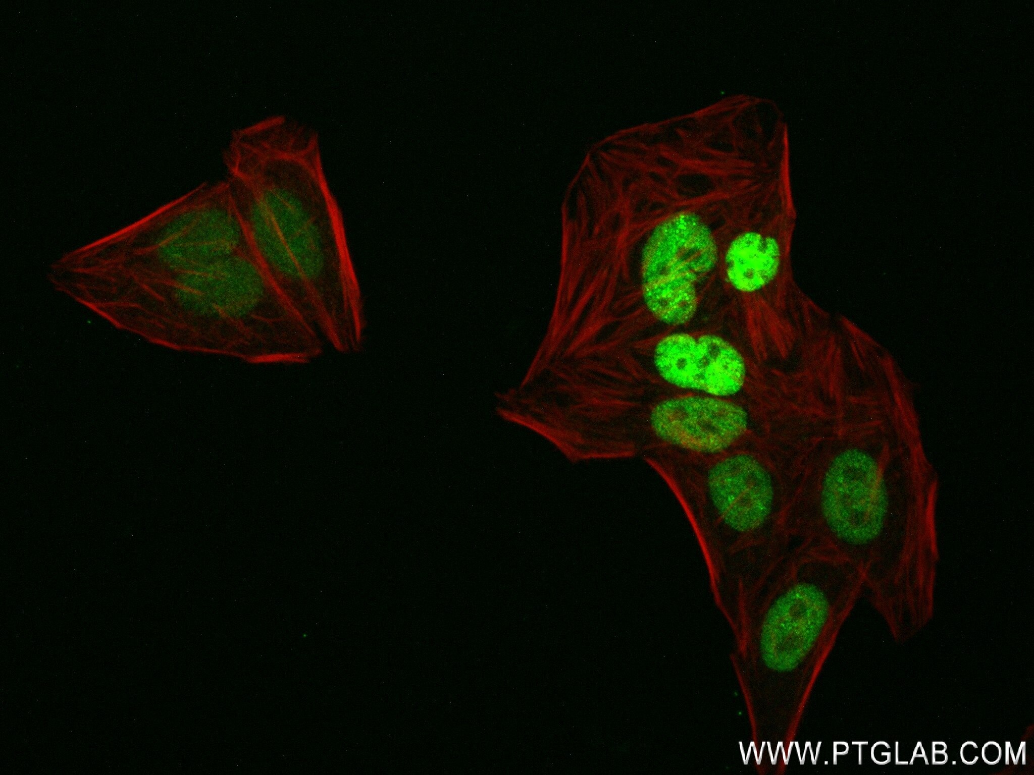 Immunofluorescence (IF) / fluorescent staining of HepG2 cells using RNGTT Recombinant antibody (83974-4-RR)