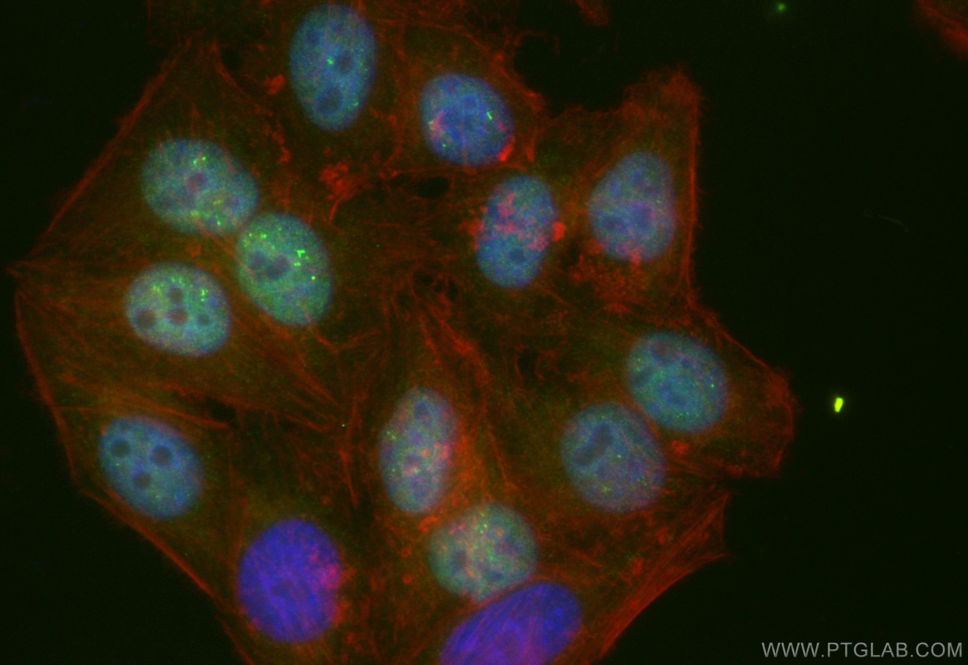 Immunofluorescence (IF) / fluorescent staining of HepG2 cells using CoraLite® Plus 488-conjugated RNGTT Recombinant an (CL488-83974-4)