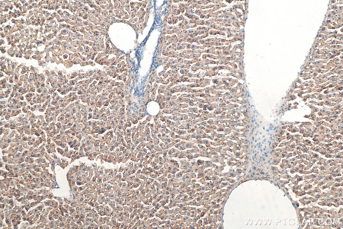 Immunohistochemistry (IHC) staining of mouse liver tissue using RNH1 Polyclonal antibody (10345-1-AP)