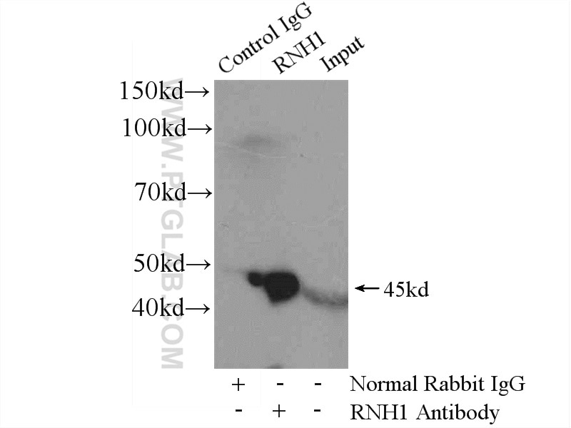 Immunoprecipitation (IP) experiment of mouse liver tissue using RNH1 Polyclonal antibody (10345-1-AP)