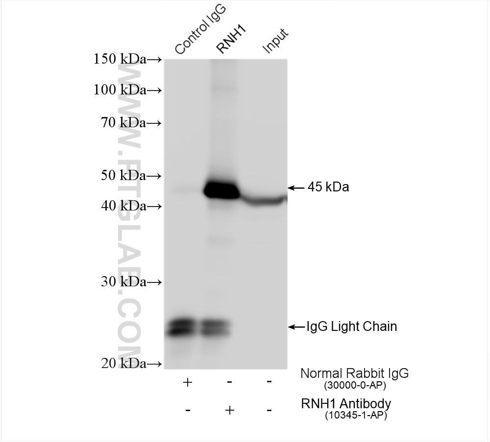 Immunoprecipitation (IP) experiment of HEK-293T cells using RNH1 Polyclonal antibody (10345-1-AP)