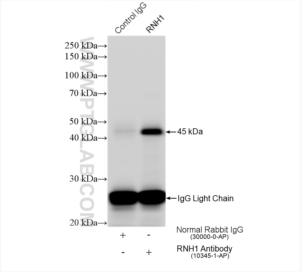 Immunoprecipitation (IP) experiment of mouse liver tissue using RNH1 Polyclonal antibody (10345-1-AP)