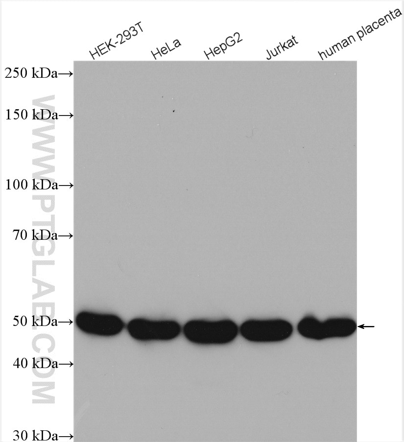 Western Blot (WB) analysis of various lysates using RNH1 Polyclonal antibody (10345-1-AP)