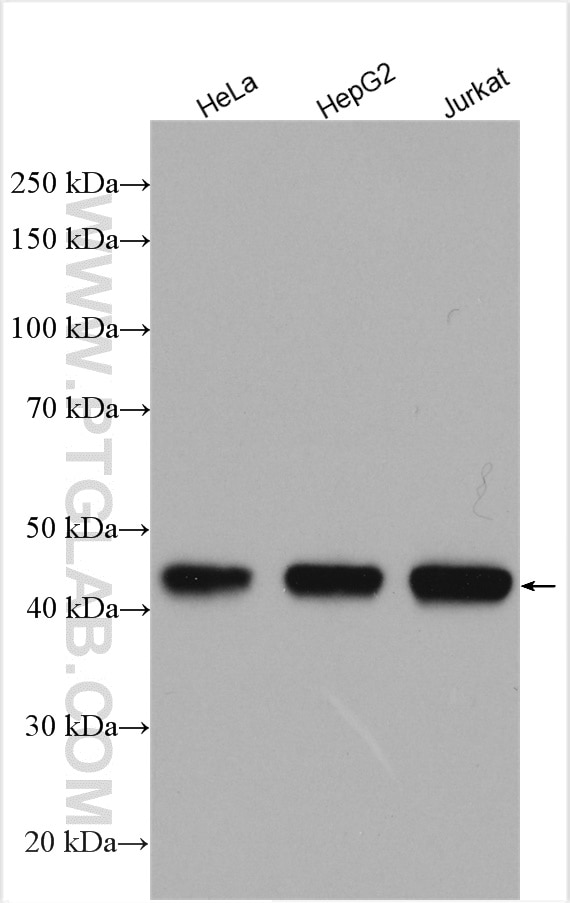 Western Blot (WB) analysis of various lysates using RNH1 Polyclonal antibody (10345-1-AP)