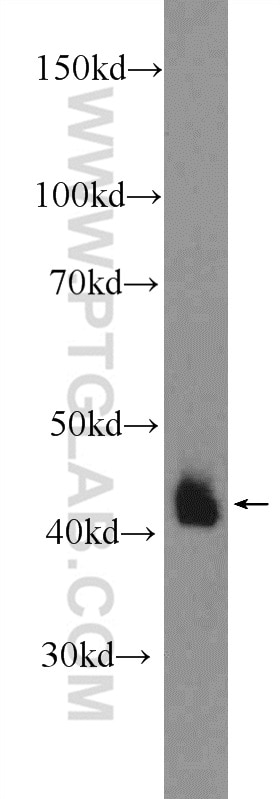 Western Blot (WB) analysis of mouse liver tissue using RNH1 Polyclonal antibody (10345-1-AP)