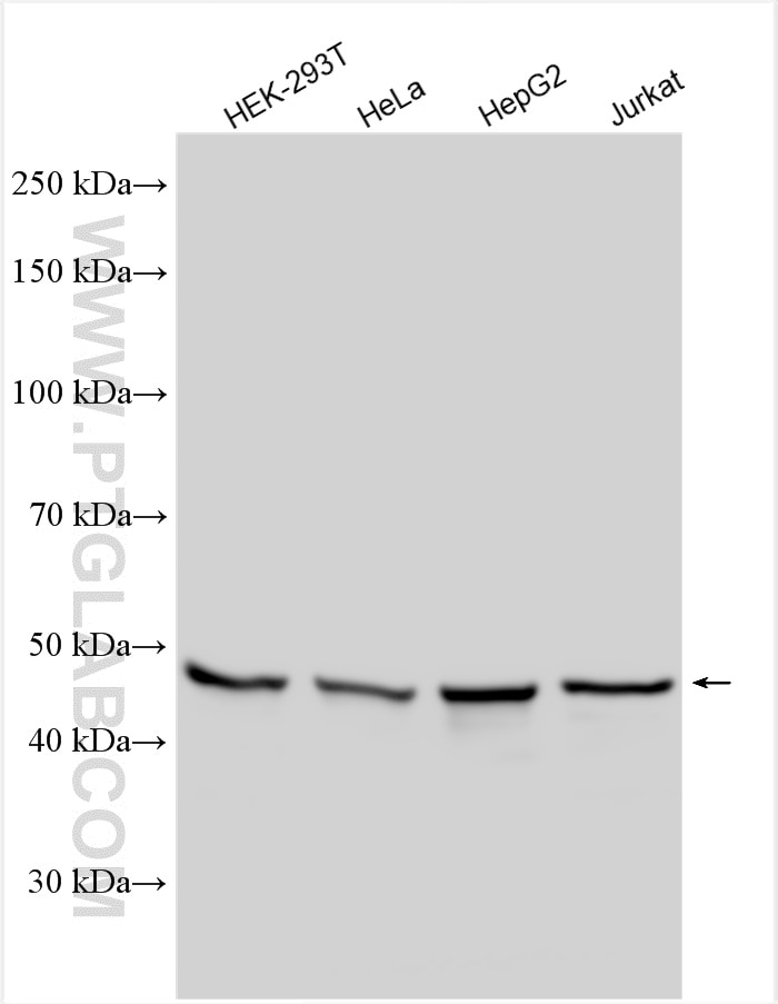 Western Blot (WB) analysis of various lysates using RNH1 Polyclonal antibody (10345-1-AP)