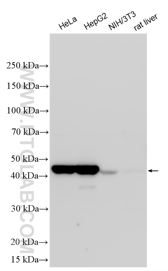 Western Blot (WB) analysis of various lysates using RNH1 Polyclonal antibody (10345-1-AP)