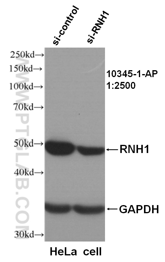Western Blot (WB) analysis of HeLa cells using RNH1 Polyclonal antibody (10345-1-AP)