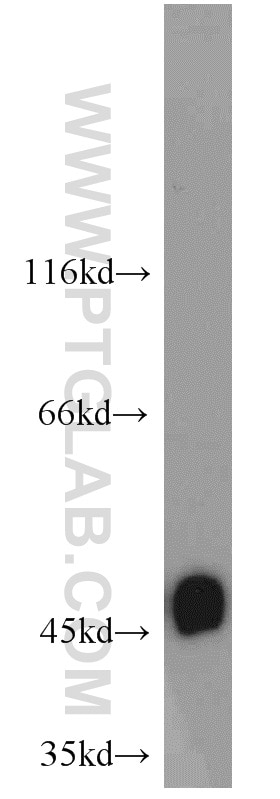 Western Blot (WB) analysis of L02 cells using RNH1 Polyclonal antibody (10345-1-AP)