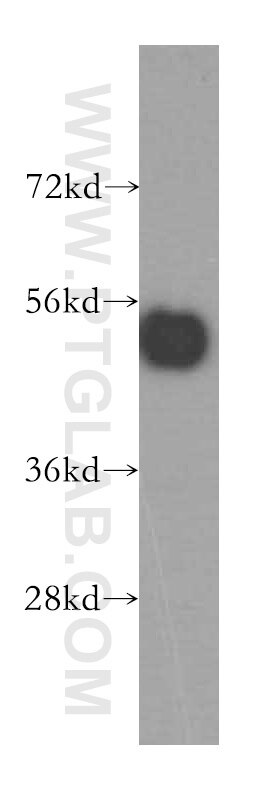 Western Blot (WB) analysis of human liver tissue using RNH1 Polyclonal antibody (10345-1-AP)