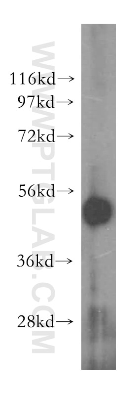 Western Blot (WB) analysis of human heart tissue using RNH1 Polyclonal antibody (10345-1-AP)
