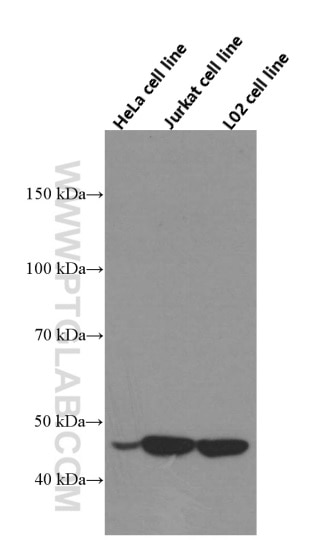 Western Blot (WB) analysis of HeLa cells using RNH1 Monoclonal antibody (66028-1-Ig)